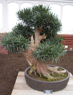 Podocarpus Bonsai